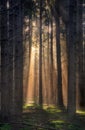 Sunrays in a forest Royalty Free Stock Photo