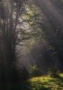 Sunrays in forest