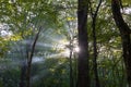 Sunrays through the haze or fog in the lush forest. Royalty Free Stock Photo