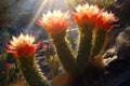 sunrays illuminating vibrant cactus flowers in the morning