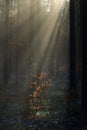 Sun rays through mist into forest highlighting spider silk Royalty Free Stock Photo