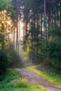 Sunrays through the Morning Forrest Royalty Free Stock Photo