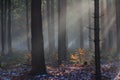 Sunlight streams into dark forest, mystic winter scenery