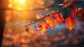 Sunrays over colorful autumn leaves created with Generative AI Royalty Free Stock Photo