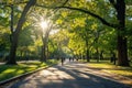 The sunrays penetrate the gaps in the foliage as they illuminate the park filled with trees, A sunny day in a serene park filled