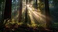 Sunrays Piercing Through a Canopy of Tall Redwoods. Generative Ai Royalty Free Stock Photo