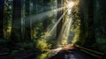 Sunrays Piercing Through a Canopy of Tall Redwoods. Generative Ai Royalty Free Stock Photo