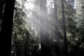 Sunrays in the Redwoods