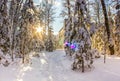 the sunrays shine through the pine forest heavily covered with snow. A winding path goes between Christmas trees to a stone Royalty Free Stock Photo