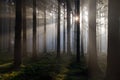 Sunrays in forest Royalty Free Stock Photo