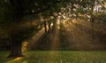 Sunrays through the trees in autumn