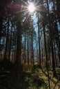 Sunrays through the trees of the dark forest Royalty Free Stock Photo