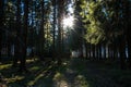 Sunrays through the trees of the dark forest Royalty Free Stock Photo