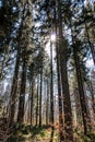 Sunrays through the trees of the dark forest Royalty Free Stock Photo