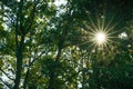 Sunrays in the woods in summer