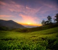 Sunris over the Tea plantation in Cameron highlands Royalty Free Stock Photo