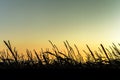 Sunrise above corn fields