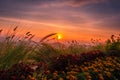 Sunrise above mountain range with wild flowers in the foreground