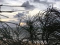 Sunrise above Pacific Ocean Seen through Needles of Casuarina Tree Growing on Beach in Kapaa on Kauai Island, Hawaii.