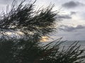 Sunrise above Pacific Ocean Seen through Needles of Casuarina Tree Growing on Beach in Kapaa on Kauai Island, Hawaii. Royalty Free Stock Photo