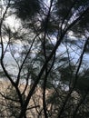 Sunrise above Pacific Ocean Seen through Needles of Casuarina Tree Growing on Beach in Kapaa on Kauai Island, Hawaii.