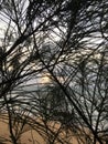 Sunrise above Pacific Ocean Seen through Needles of Casuarina Tree Growing on Beach in Kapaa on Kauai Island, Hawaii.