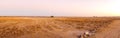 Sunrise on African Plains Royalty Free Stock Photo