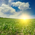 Sunrise against blue sky and green corn field Royalty Free Stock Photo