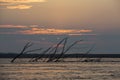 Sunrise in amazonas rives with branches silhouettes Royalty Free Stock Photo