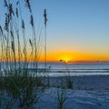 Sunrise on Amelia Island Through the Sea Oats Royalty Free Stock Photo