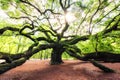 Sunrise through Angel Oak Tree in South Carolina Royalty Free Stock Photo