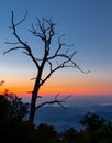 Sunrise appears behind silhouetted petrified tree on Blue Ridge Parkway