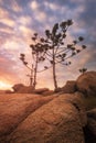 sunrise at arthur bay on magnetic island with rocks and trees in australia Royalty Free Stock Photo
