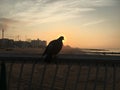 Sunrise in August at Coney Island in Brooklyn, New York, NY.