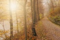 Sunrise in autumn forest with fall foliage leaves on the road.Magical footpath in forest ,colorful autumnal landscape Royalty Free Stock Photo