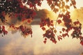 Sunrise Through Autumn Leaves Royalty Free Stock Photo