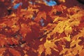 Sunrise Through Autumn Leaves Royalty Free Stock Photo