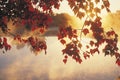 Sunrise Through Autumn Leaves, New England Royalty Free Stock Photo