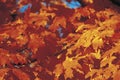 Sunrise Through Autumn Leaves, New England Royalty Free Stock Photo