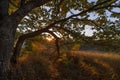 Sunrise. Autumn Oak leaves and grass reflect sunlight Royalty Free Stock Photo