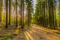 Pine forest is Spring, Vulkaneifel Gerolstein Germany