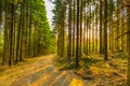 Forest wth pine trees in German Vulkaneifel in Gerolstein at sunrise