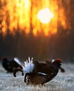 Sunrise Backlight Portrait of a Gorgeous lekking black grouse (Tetrao tetrix) Royalty Free Stock Photo