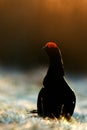 Sunrise Backlight Portrait of a Gorgeous lekking black grouse (Tetrao tetrix) Royalty Free Stock Photo