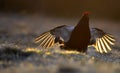 Sunrise Backlight Portrait of a Gorgeous lekking black grouse (Tetrao tetrix) Royalty Free Stock Photo