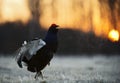 Sunrise Backlight Portrait of a Gorgeous lekking black grouse (Tetrao tetrix) Royalty Free Stock Photo