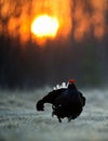 Sunrise Backlight Portrait of a Gorgeous lekking black grouse (Tetrao tetrix) Royalty Free Stock Photo