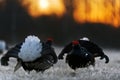 Sunrise Backlight Portrait of lekking black grouses (Tetrao tetrix) Royalty Free Stock Photo