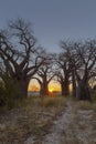 Sunrise at Baines Baobabs