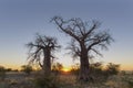 Sunrise at baobab trees on Kukonje Island